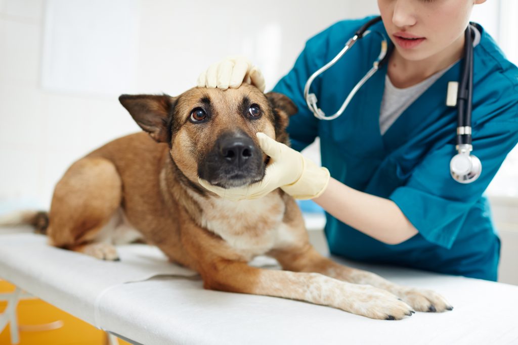 cão no veterinário