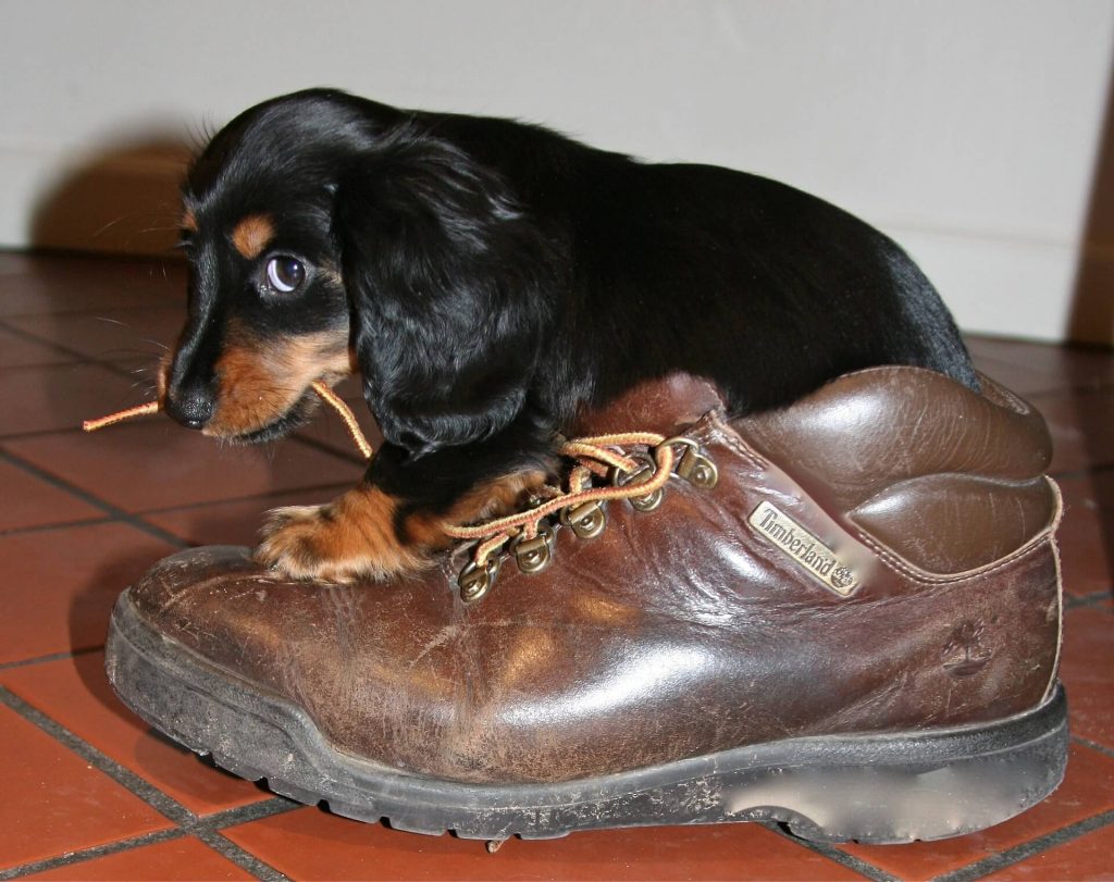 cachorro