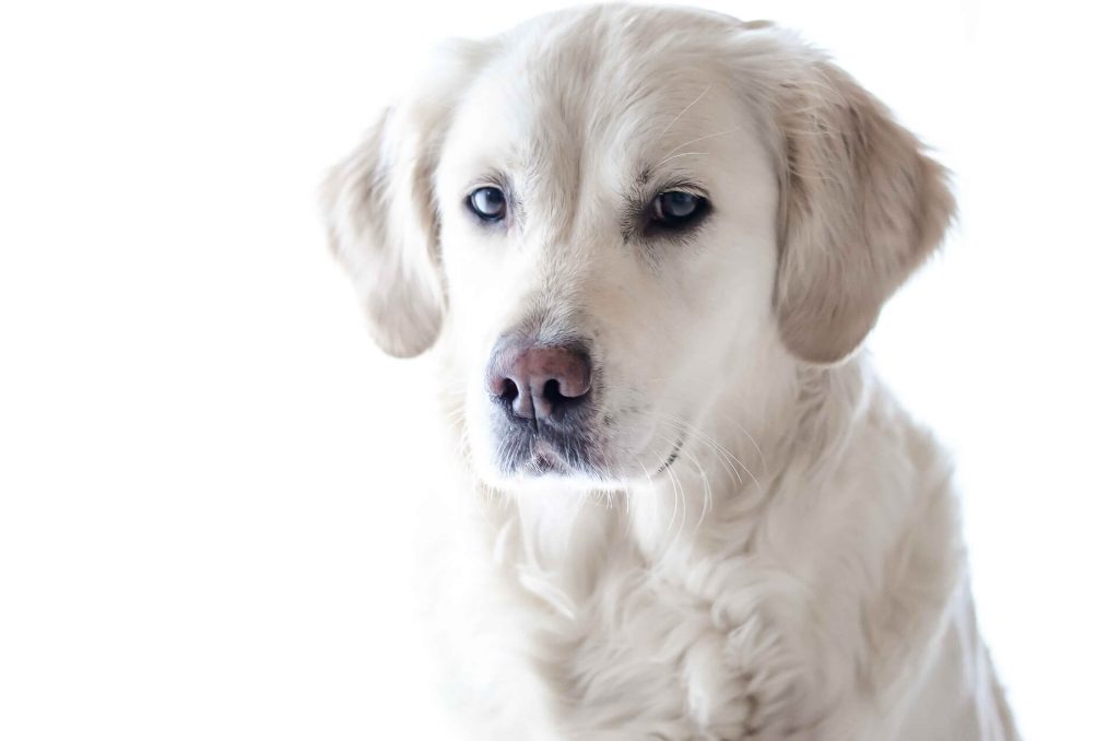 Cães