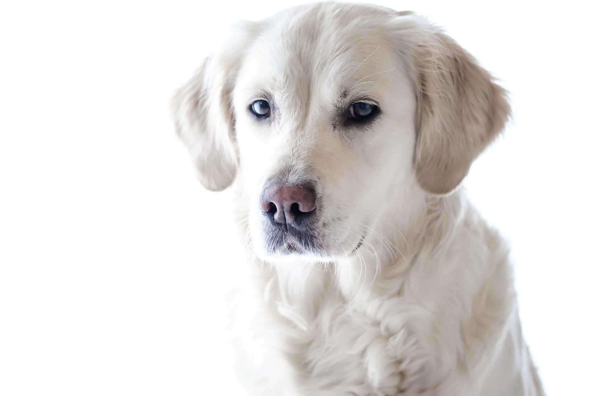 Cães