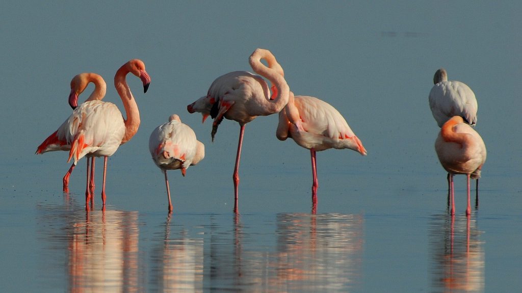 Flamingos