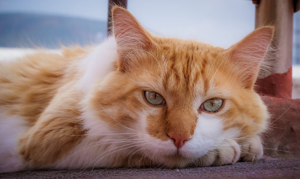 Gatos