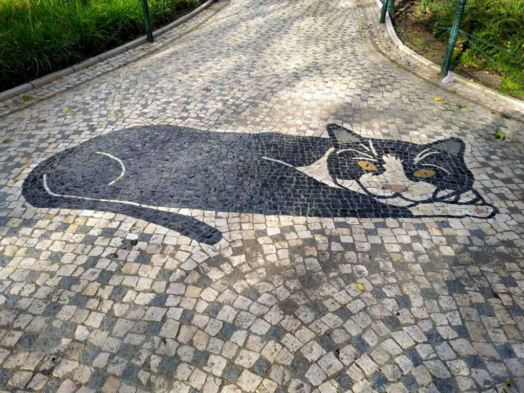 gatos