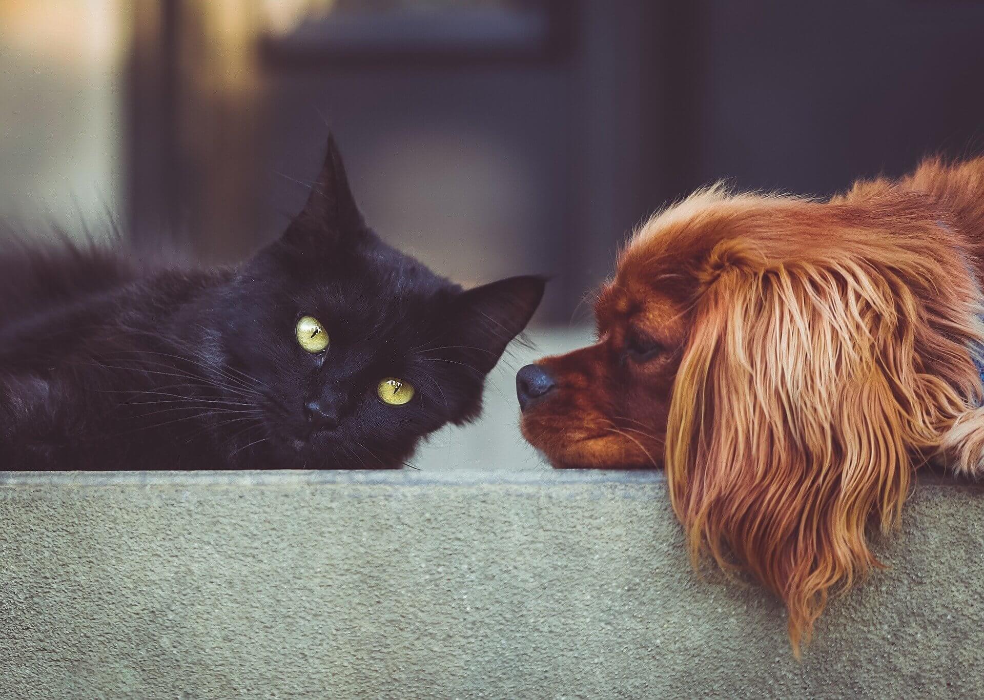 animais de estimação