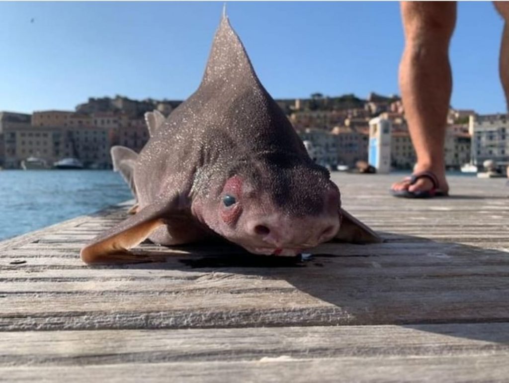 ISOLA D'ELBA