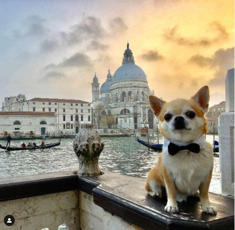 Miami chihuahua