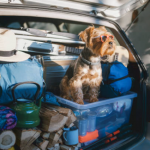 Andar de carro com pets tem novas regras