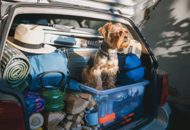 viajar de carro com Pets tem novas regras!