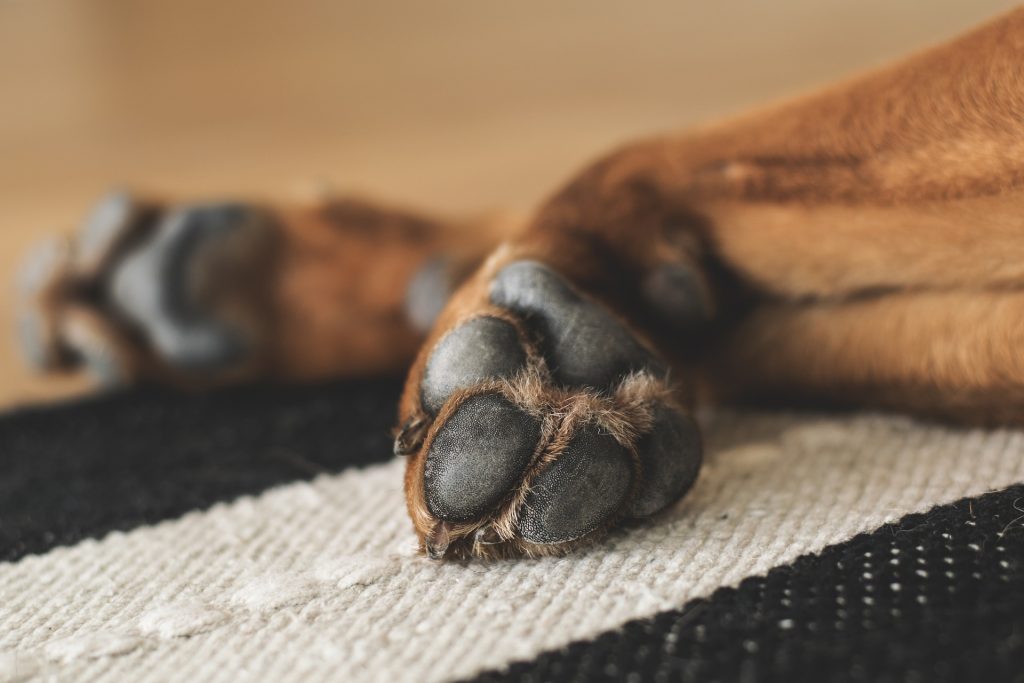 patas
