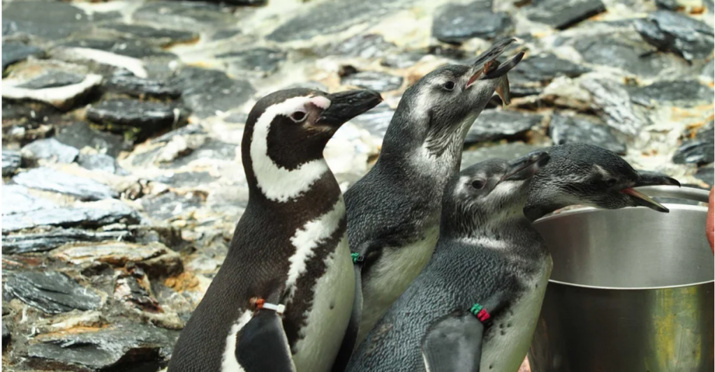pinguins-de-magalhaes