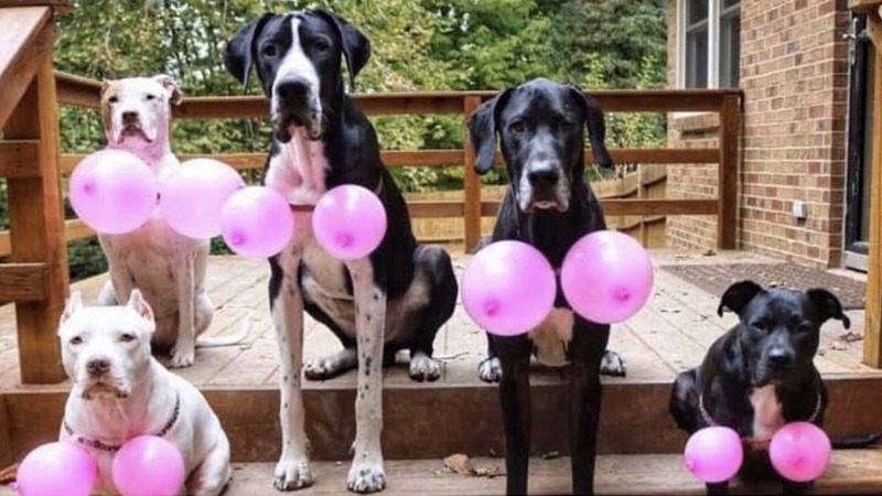 créditos: House Paws Home Veterinary Care