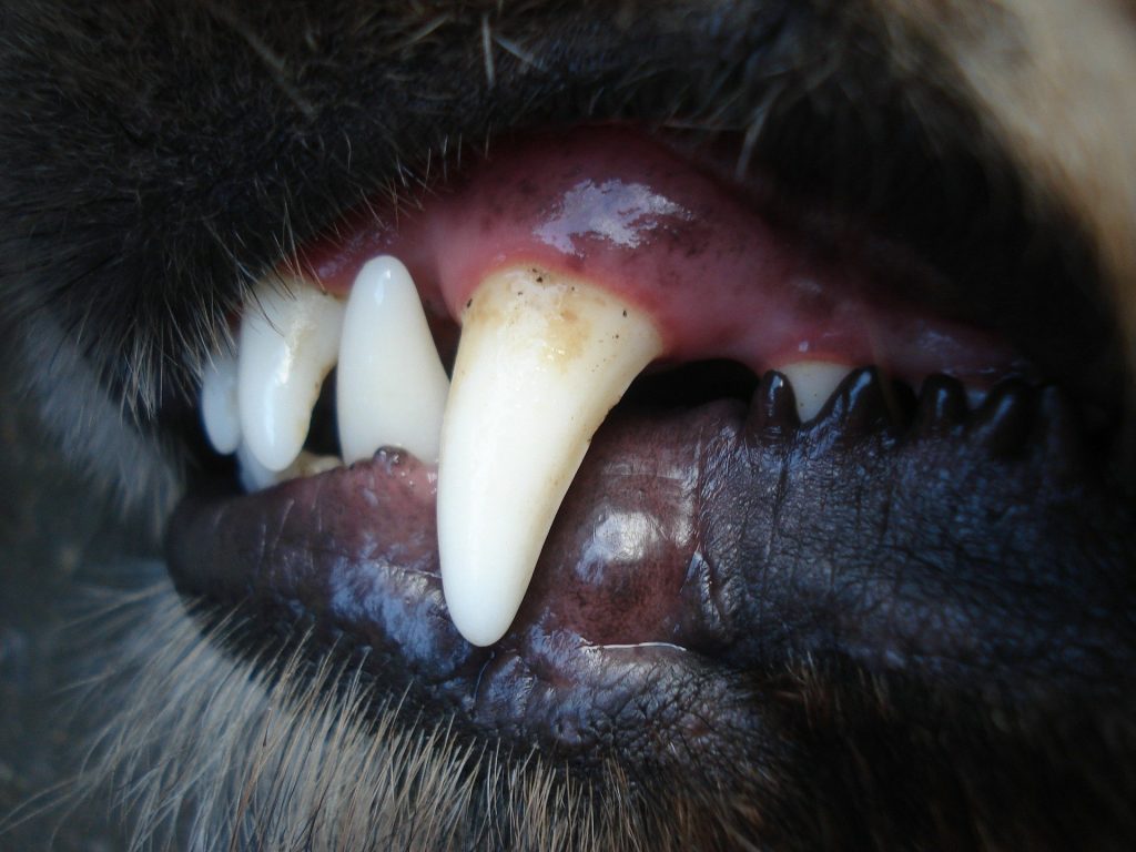 problemas dentários