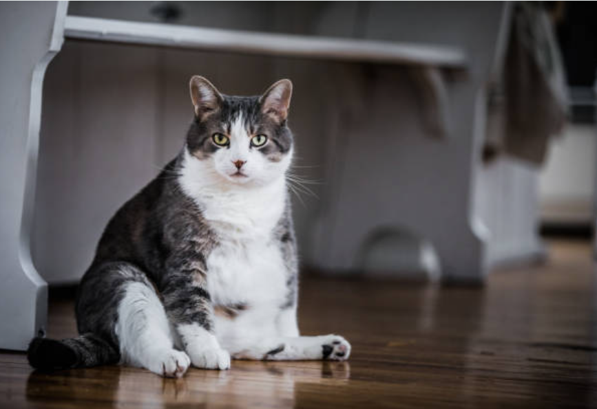 gato obeso