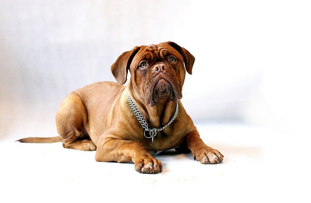 cão velho