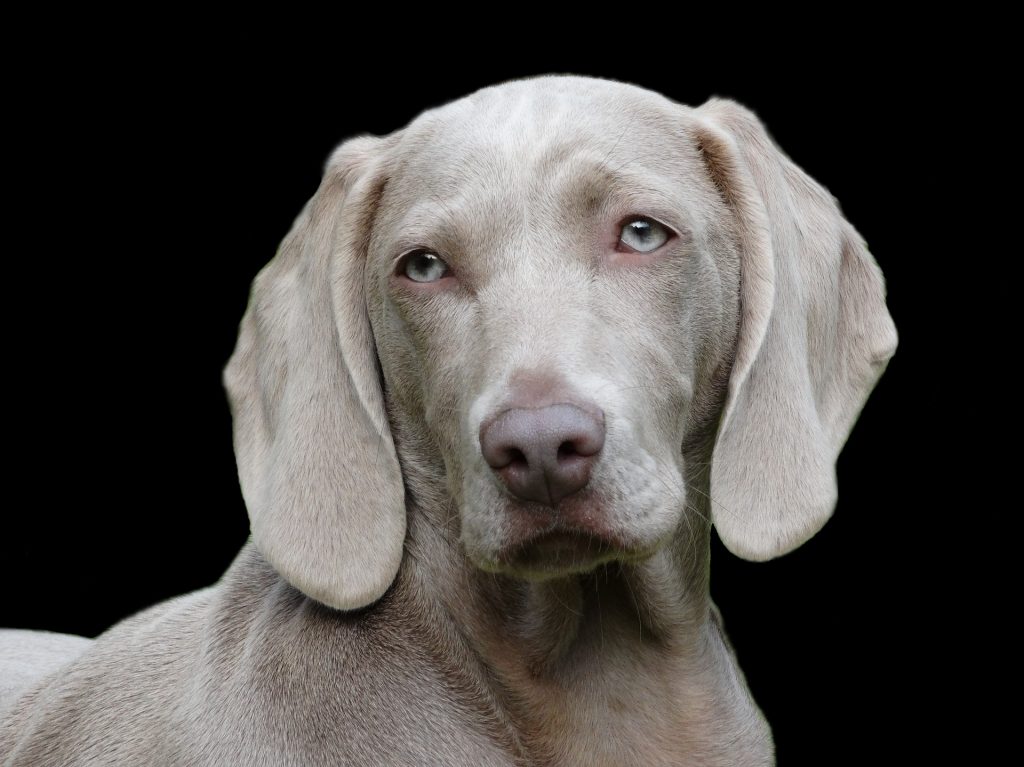 cadela