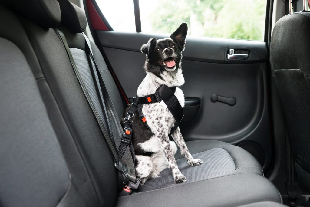 uber pets