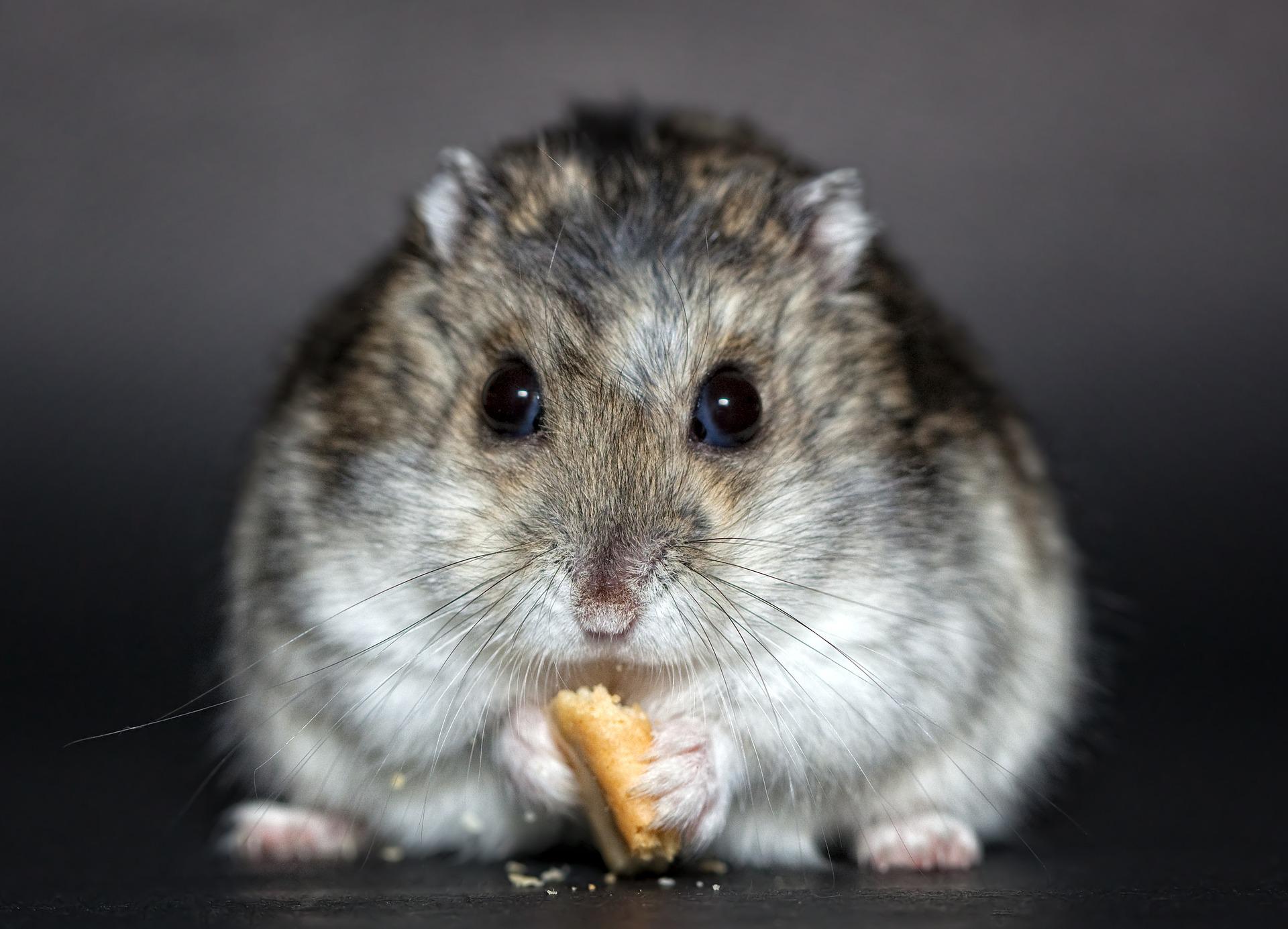 animais de estimação