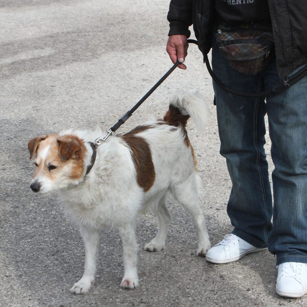 No dia 13 de setembro, os companheiros de quatro patas vão poder correr, brincar e socializar numa caminhada solidária.