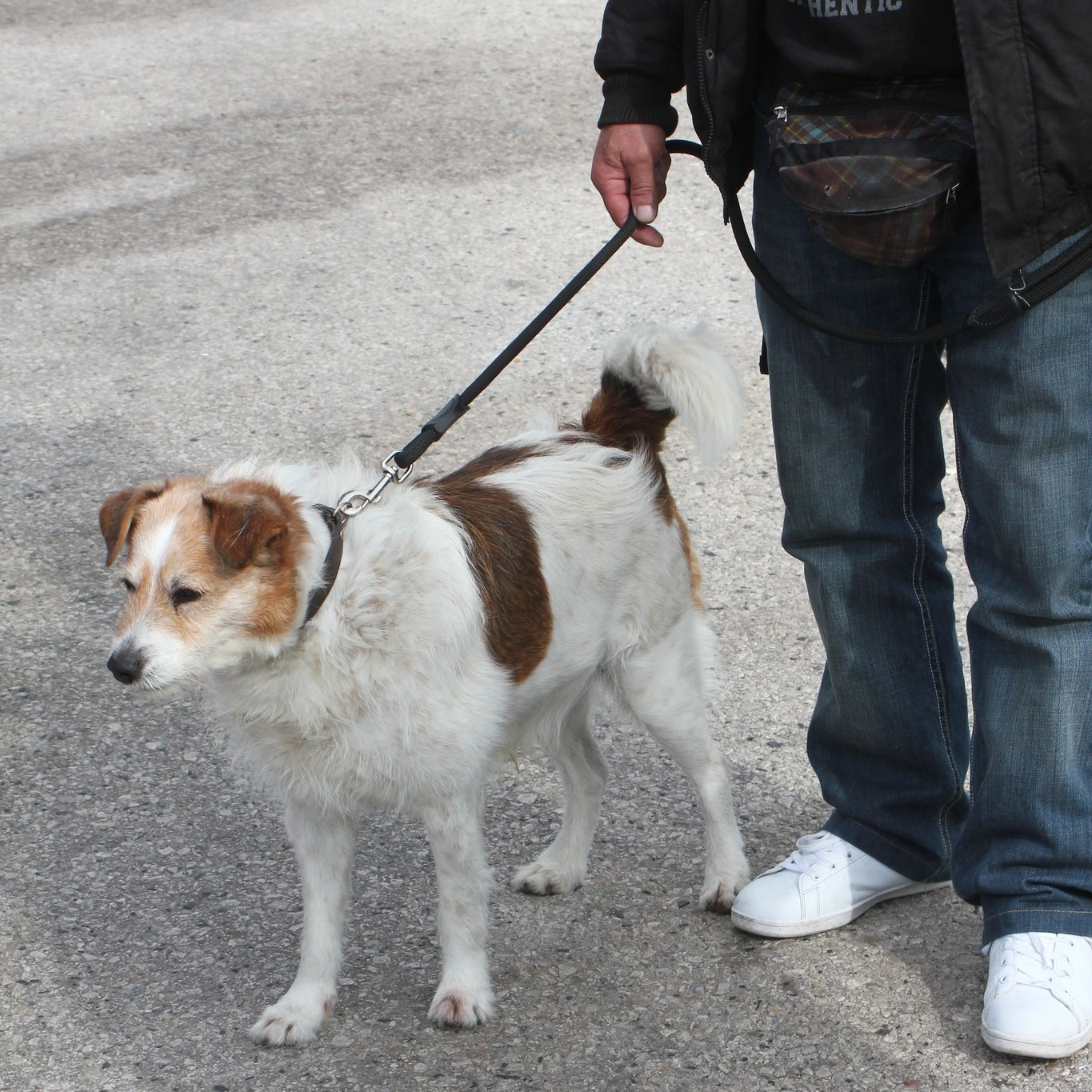 No dia 13 de setembro, os companheiros de quatro patas vão poder correr, brincar e socializar numa caminhada solidária.
