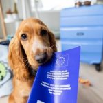 UE atualiza regras para circulação de animais de estimação