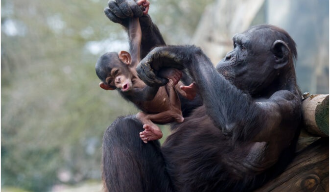 Celebre o Dia da Mãe no Zoo de Lisboa!