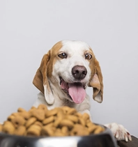Cão a olhar para um recipiente de ração