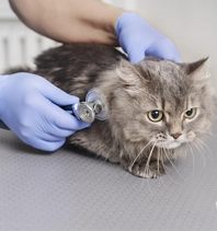 Gato a ser auscultado num veterinário