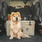 Férias com Pets: dicas para reduzir o stress durante as férias