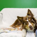 Estudo revela que os cães afinal conseguem detetar "palavras"