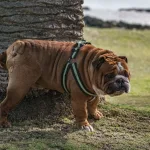 Em Viena, os tutores recebem garrafas para proteger as árvores do xixi dos cães.